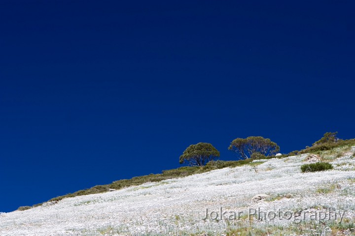 Mt Twynam_20051231_055.jpg